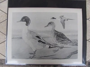 Original 1930 Rex Brasher#143 Hand Painted Bird Print Pintail #143REX2 DSS - Picture 1 of 1