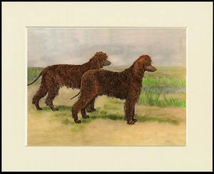 IRISH WATER SPANIEL TWO DOGS LOVELY DOG PRINT MOUNTED READY TO FRAME - Picture 1 of 1