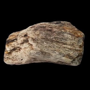 0.234 Lb BEAUTIFULL NATURAL ROUGH PETRIFIED WOOD FOSSIL - Picture 1 of 6