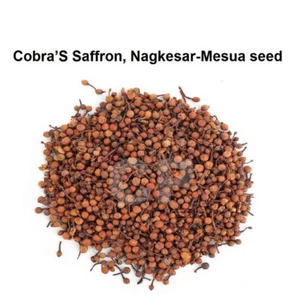 Cobra�S Saffron Nagkesar-Mesua Ferrea Indian Rose Chestnut Seed 50gm (1.7 OZ)' - Picture 1 of 1
