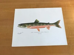 Denton - The Canadian Red Trout - Female- Original - Picture 1 of 4