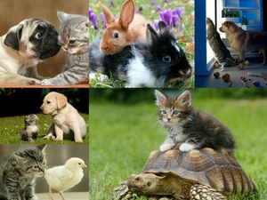 Postcard Set (6pcs) "ANIMAL FRIENDSHIPS" - Great for Collectors and Postcrossing - Picture 1 of 8