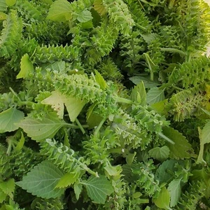 Organic Korean Perilla seeds, 1000ct, Hand tended & harvested, NEW CROP 들깨 깻잎 씨앗 - Picture 1 of 4