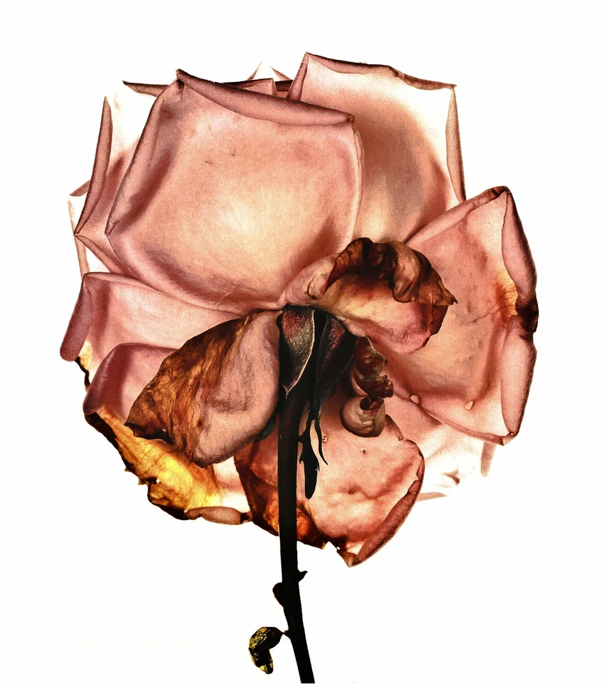 1970/84 复古 IRVING PENN 植物玫瑰花背植物照片雕刻艺术 — 第 1/1 张图片