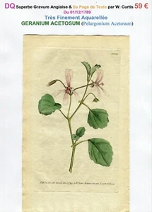 XVIII ème - GÉRANIUM ACETOSUM (Pelargonium Acetosum) Belle Gravure de 1789 - Picture 1 of 4
