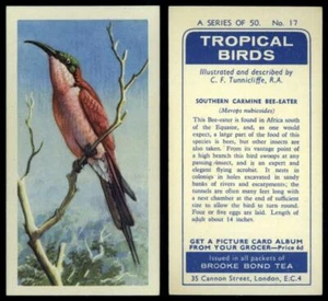 Southern Carmine Bee-Eater #17 Tropical Birds 1961 Brooke Bond Tea Card - Picture 1 of 1