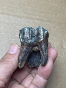 47g Beautiful Ice Age bison tooth specimen Pleistocene - Picture 1 of 17