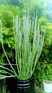 Pedilanthus macrocarpus (Euphorbia lomelii) x 1 cutting. Rare succulent. - Picture 1 of 5