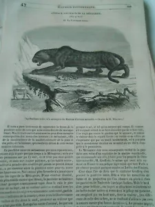 La Panthère Noire Gravure Old Print 1842 - Picture 1 of 1