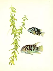 Impresión artística vintage de peces de acuario tropical cebra cíclidos 3393-76 - Imagen 1 de 1