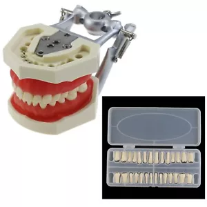 Kilgore Nissin 200 Tipo Typodont Dentale Modello 28pz Avvitatore Denti Sostituzione - Foto 1 di 19