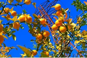 5 HARDY ORANGE TREE Trifoliate Citrus Trifoliata Poncirus Fruit Flower Seeds - Picture 1 of 11