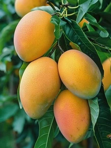 Große gepfropfte Mango (Mangifera) Earlygold lebender Obstbaum (1,5-3 Fuß) Indica - Bild 1 von 8
