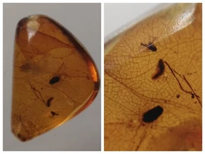 100 MILL. YEARS OLD BURMITE AMBER WITH FLY & LEAF PART (ABR13/29) - Picture 1 of 8