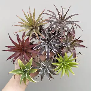 Piante Succulente Cactus Pitcairnioideae Casa Giardino Bella Decorazione Pianta - Foto 1 di 30