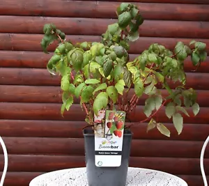 Herbsthimbeere 'Heritage' - 'Rubus idaeus 40-60 cm Strauch im 5-Liter Container - Bild 1 von 2