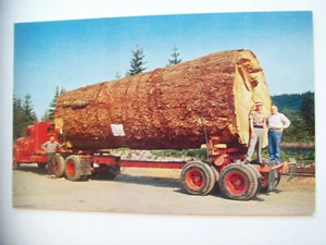 Riesiger Tannenstamm Oregon Postkarte - Bild 1 von 2