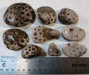 9 Petoskey Steine mit Favoriten-Crinoiden-Rugosa Kombination Fossilien unpoliert Posten - Bild 1 von 5