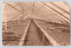 Testen von Samen für Vitalität Fordhook Farms Doylestown Pennsylvania c1906 Postkarte - Bild 1 von 2