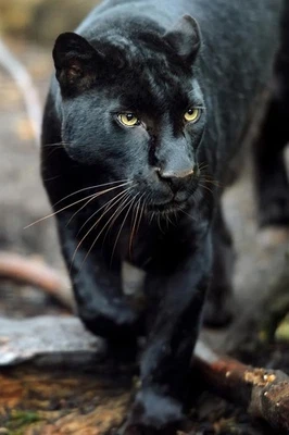 Leopardo preto gato selvagem animal Puma Jaguar gato grande andando perseguindo rosto de selva P - Imagem 1 de 3