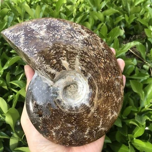 1000G Natural Ammonite Fossil quartz crystal Mineral Specimens healing  14 - Imagen 1 de 12