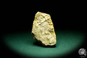 Carnallicrinus carnalli Deutschland Seelilie Sammlung Trias echinoderm Fossil - Bild 1 von 8