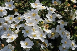 Rosa pimpinellifolia Dünenrose Hagebutte Bibernellrose 40 - 60 cm im Container - Bild 1 von 1
