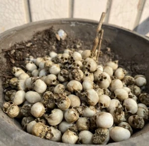 1/18  Human Skull Model Kits Accessory for 3.75" Action Figure Custom Scene prop - Picture 1 of 15