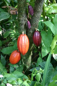 Cocoa Absolute, Theobroma Cacao Pure Seed Extract, Chocolate, Perfume, Perfumery - Picture 1 of 12