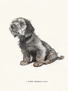DANDIE DINMONT TERRIER CHARMING DOG GREETINGS NOTE CARD CUTE SITTING PUPPY - Foto 1 di 1