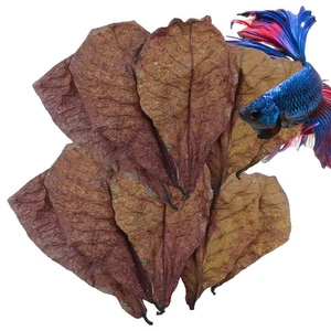 10/20/50 piezas hojas de almendra catappa india camarones betta peces acuario Pf - Imagen 1 de 14