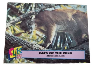1993 Club Pro Set Cats Of The Wild #6 Mountain Lion Trading Card (G9 - Picture 1 of 2