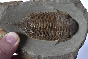 Mucronaspis zagoraensis Trilobite Fossil – 4" Rare Devonian Specimen – Morocco - Picture 1 of 6