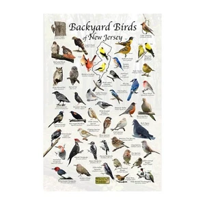 Póster de observación de aves en el patio trasero de Birds of New Jersey - Carta de aves de Nueva Jersey - Imagen 1 de 5