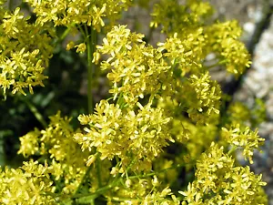 Woad - Dyer's Woad - Isatis tinctoria - 50+ seeds - DYER PLANT! E 272 - Picture 1 of 1