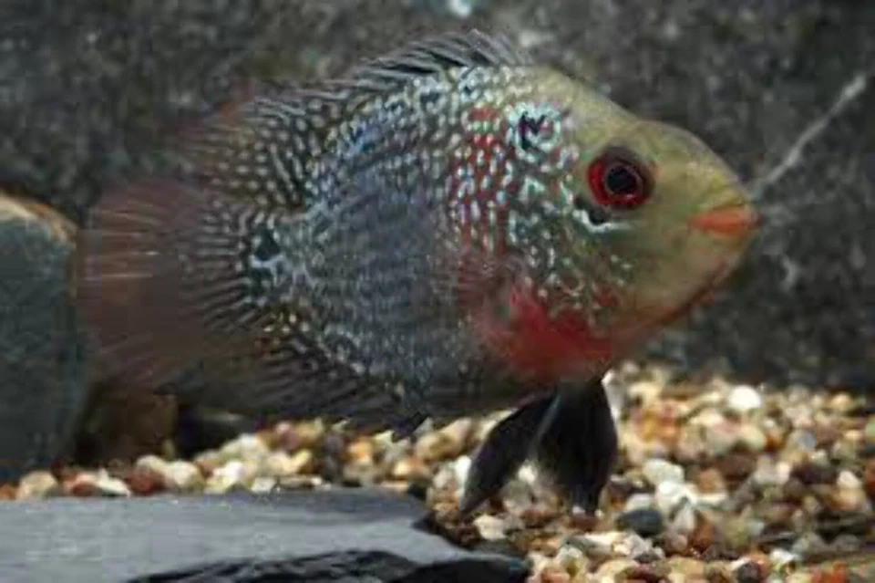 Hybrid Flowerhorn–Parrot 1.5–2” – Live Freshwater Cichlid – Vibrant Unique Mix - Image 1 of 1