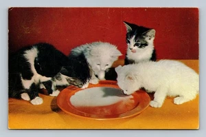 Vintage 1958 Kittens Drinking Milk Color Postcard with Handwriting - Picture 1 of 2