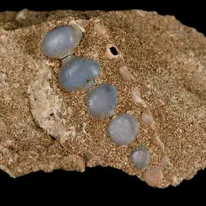 1.8" Bony Fish Fossil Phacodus Punctatus Ray Finned Jaw Teeth In Matrix Morocco - Picture 1 of 5