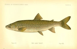 1889 Vintage Denton Fish Print ~ First Edition ~ The Lake Trout ~ Plate 8 - Picture 1 of 1