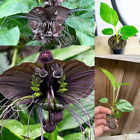 Pot de chauve-souris noire Tacca Chantrieri fleur rare vivant tropical nouvelle plante 6-10'' en 3"