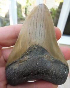 Diente de megalodón (denerraduras débiles) - 3,86 pulgadas (9,81 cm) - Imagen 1 de 10