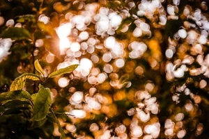 TESSAR 2.8/50 SLIM CARL ZEISS m42 Lens Trioplan "bubble effect" *CLA* TESTED - Picture 1 of 20