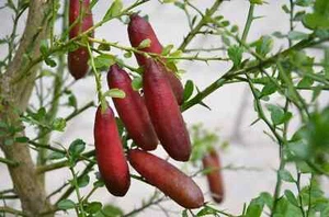 10x Esquejes de plantas de cal nativa de dedo rojo Propagación de enraizamiento de frutas Injerto - Imagen 1 de 7