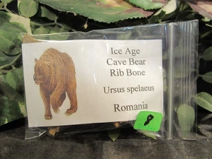 Ice Age Cave Bear Fingerb Rib Bone from Romania - Picture 1 of 9