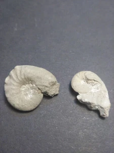 Lote Ammonites Malm Fossils Drugendorf 2 ud. 221# - Imagen 1 de 3