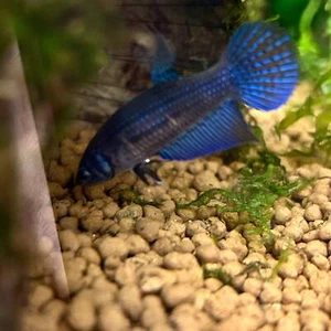 Blue Wild Mahachai - Female Betta A01 - Picture 1 of 8
