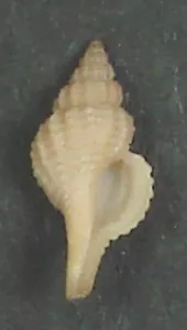TROPHON MURICATA 12,28mm BELLISSIMO RARO ESEMPLARE al largo dell'isola di Maiorca, Spagna - Foto 1 di 2