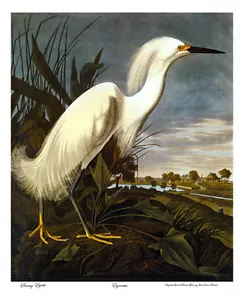 John James Audubon Schneereiher 15x22 handnummeriert limitierte Auflage Kunstdruck - Bild 1 von 1
