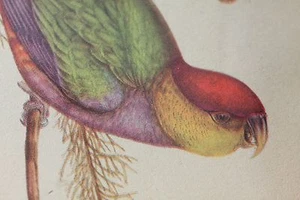 Vintage j Gould litho Parrots - Picture 1 of 6