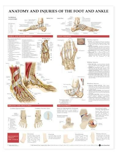 FOOT ANKLE Laminated Wall Chart 20" x 26" Classroom/Professional LFA #98379 - Image 1 of 1